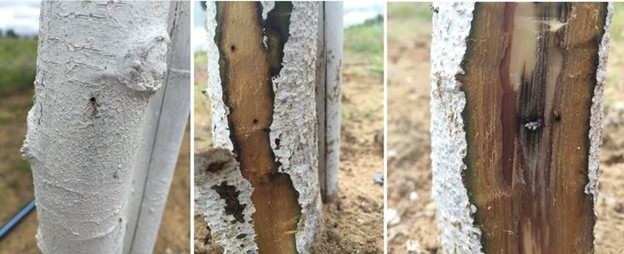 Black stem borer damage on trunk of chestnut tree.
